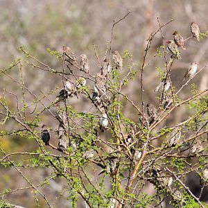 Red-billed Quelea