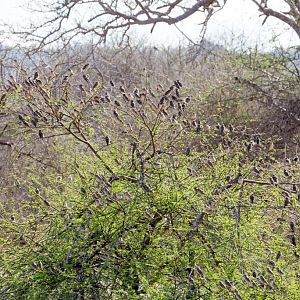 Tree full of Red-billed Quelea