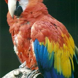 Scarlet Macaw, 26th September 2013