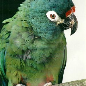 Illiger's Macaw, 26th September 2013