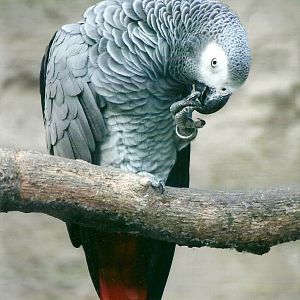 African Grey Parrot, 26th September 2013