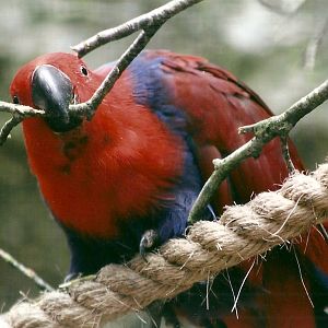Eclectus Parrot hen, 26th September 2013