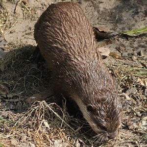 Small-clawed otter