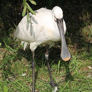 European spoonbill