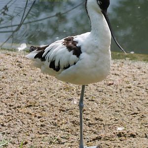 European avocet