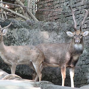 Eld's Deer (Cervus eldii)