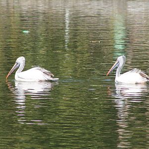Spot-billed Pelicans (Pelecanus philippensis)