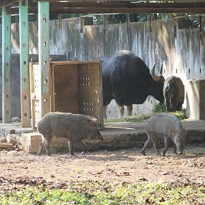 Gaur (Bos gaurus) and Wild Pigs (Sus scrofa)
