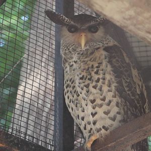 Spot-bellied Eagle Owl (Bubo nipalensis)