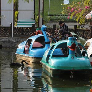 Black Swan (Cygnus atratus) and friends