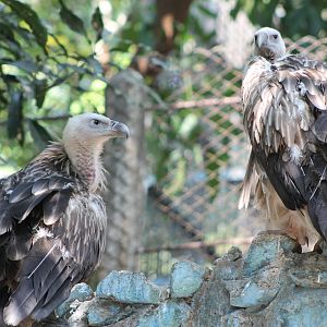 Himalayan Griffon Vultures (Gyps himalayensis)