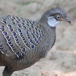Grey Peacock-Pheasant (Polyplectron bicalcaratum)