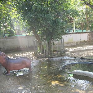 Common Hippo enclosure