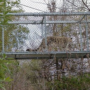 Zoo 360: Big Cat Walkway
