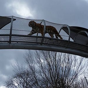 Zoo 360: Big Cat Walkway