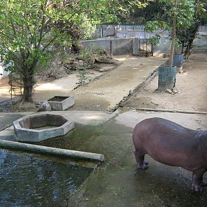 Common Hippo enclosure