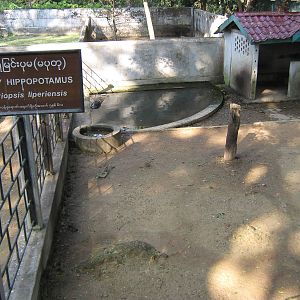 Pigmy Hippo enclosure
