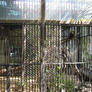 cage for Red Panda