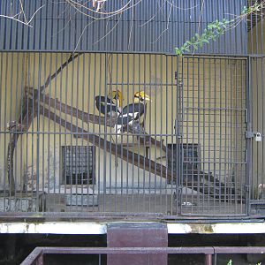 Great Hornbills (Buceros bicornis)