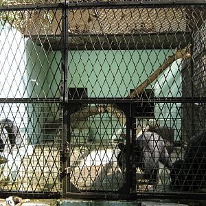 cage for Asiatic Black Bears (Ursus thibetanus)