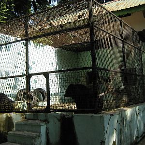 cage for Asiatic Black Bears (Ursus thibetanus)