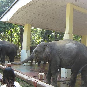 Asian Elephants