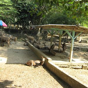 paddock for Sambar (Cervus unicolor)
