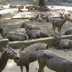 paddock for Sambar (Cervus unicolor)