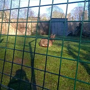 Chinese Goral (Nemorhaedus griseus) 04/01/15