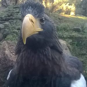 Steller's sea eagle (Haliaeetus pelagicus) 04/01/15