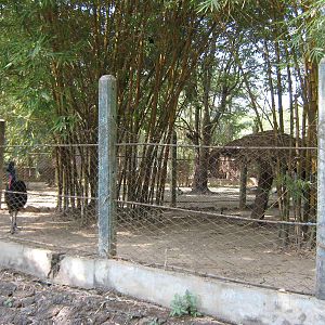 enclosure for Common Cassowary (Casuarius casuarius)