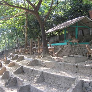 stepped enclosure for Elds Deer (Cervus eldii)