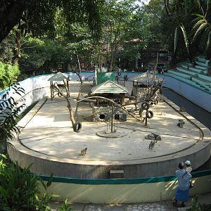 island for Rhesus Macaques