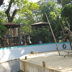 island for Rhesus Macaques