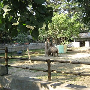 yard for White Rhino