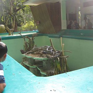 Burmese Python enclosure