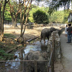 Asian Elephants