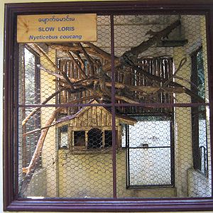 cage for Slow Loris (Nycticebus bengalensis)