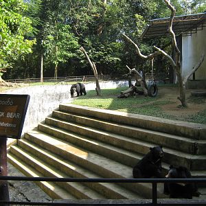 enclosure for Asiatic Black Bears (Ursus thibetanus)