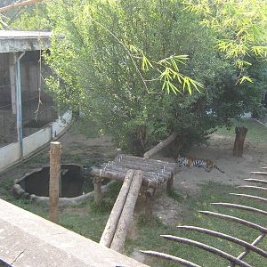 view down into a tiger enclosure