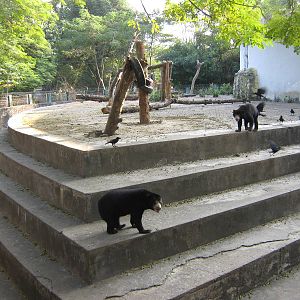 enclosure for Sun Bears (Helarctos malayanus)