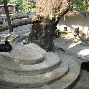 enclosure for Asiatic Black Bears (Ursus thibetanus)