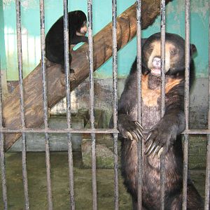 cage for Sun Bears (Helarctos malayanus)