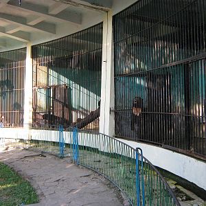 cages for Sun Bears (Helarctos malayanus)