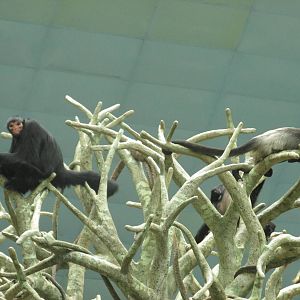 Spider Monkeys 2 species Brookfield Zoo November 2014