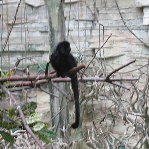 goeldi`s monkey brookfield zoo