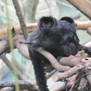 goeldi`s monkey brookfield zoo