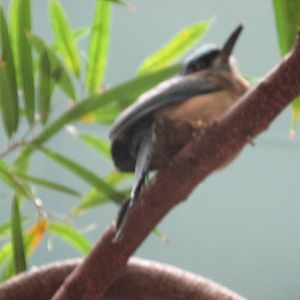 blue crowned motmot brookfield zoo