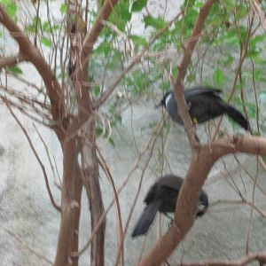 Black throated Laughing Thrushes Brookfield Zoo November 2014
