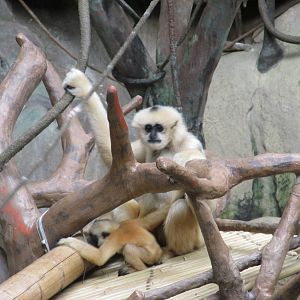 White Cheeked Gibbon Brookfield Zoo November 2014